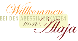Willkommen bei den Abessinierkatzen von Alaja
